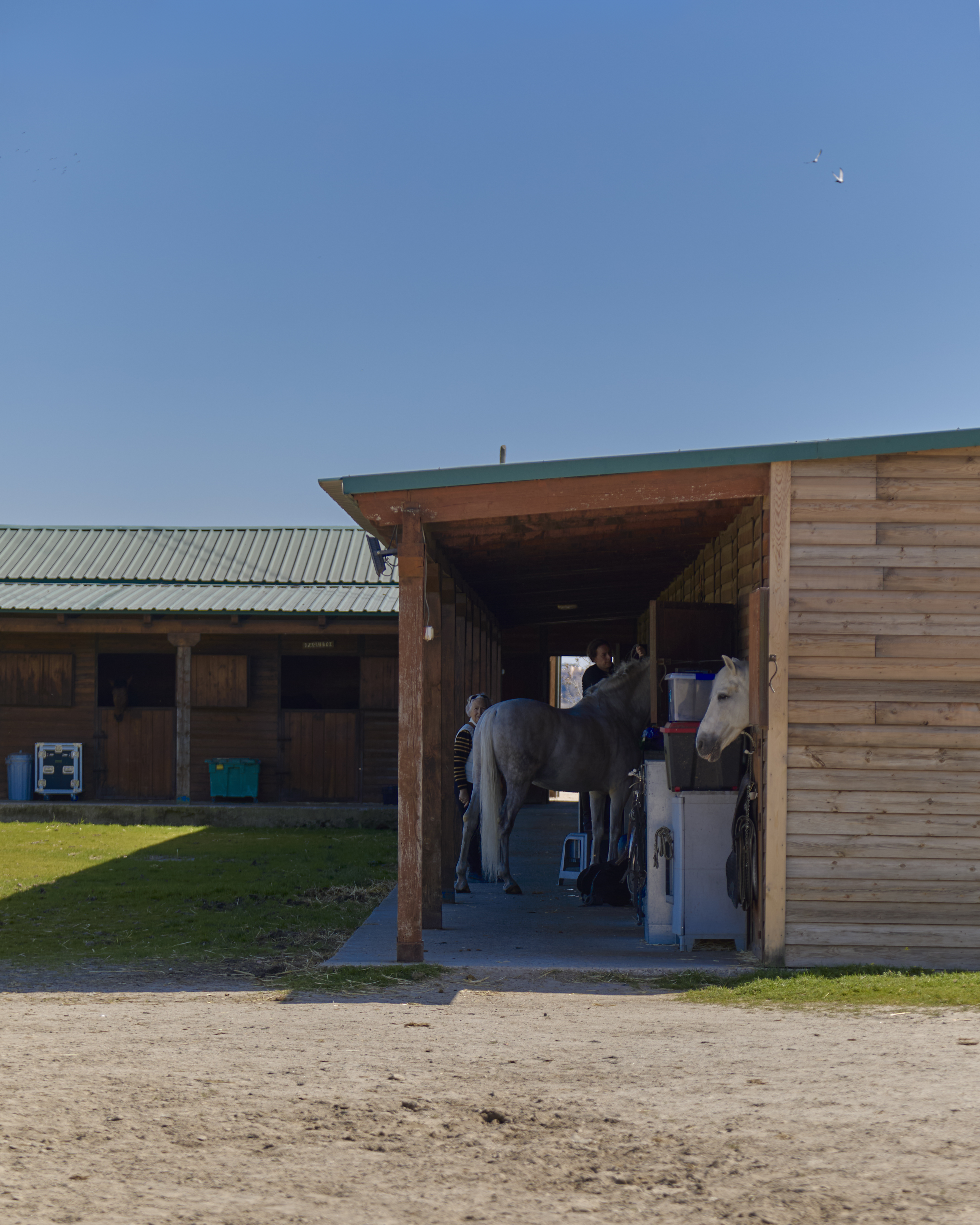 Caballo blanco en la cuadra con cuidadores